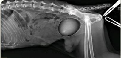 Escaner cistitis idiopática Imagen radiografía post blog cistitis idiopática