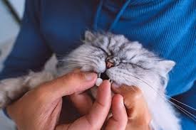 Gato tratamiento cistitis idiopática imagen gato tratamiento cistitis idiopática post blog