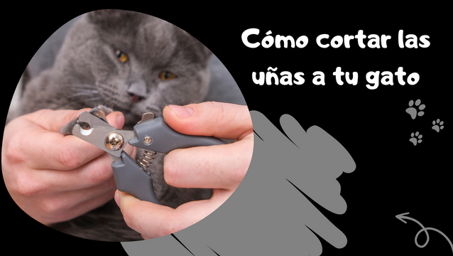 videoconsejo Saber Felino cómo cortar las uñas a tu gato