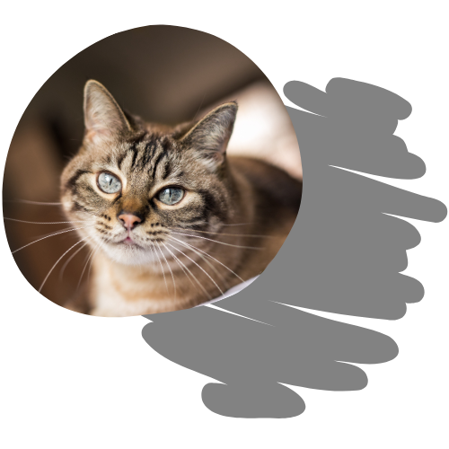 Imagen cursos Saber Felino