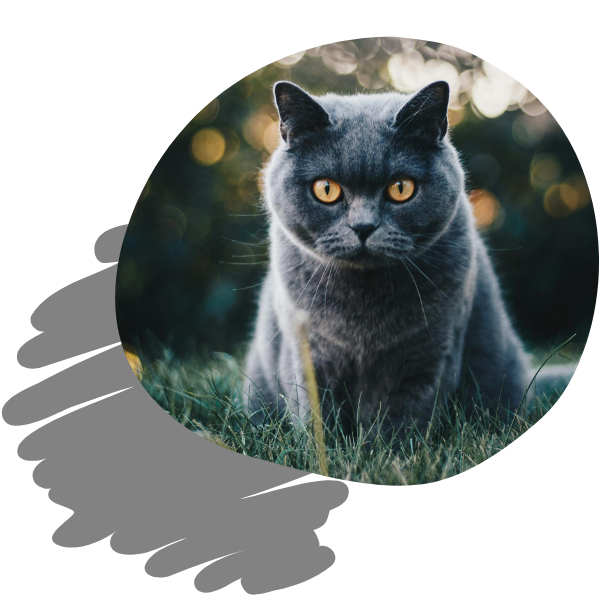 Imagen gato web saber felino