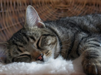 Imagen web saber felino