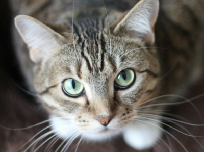Imagen gato web saber felino página inicio