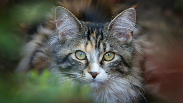 imagen post bienvenidos al blog de saber felino imagen post bienvenidos al blog de saber felino