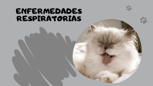post blog enfermedades respiratorias en gatos web saber felino