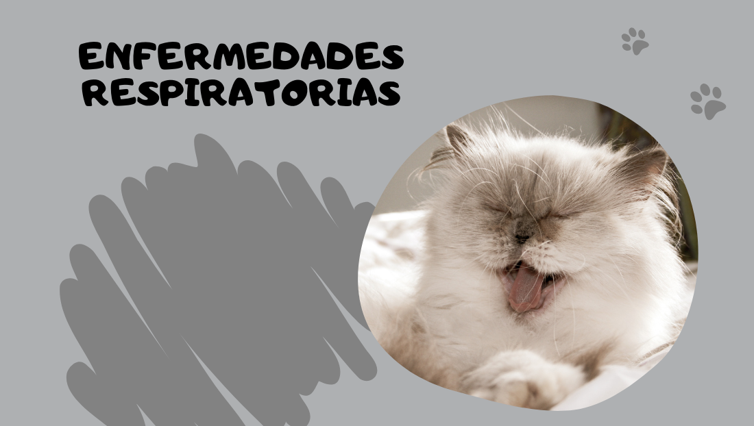 post blog enfermedades respiratorias en gatos web saber felino