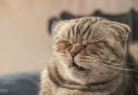imagen gato post blog enfermedades respiratorias imagen gato post blog enfermedades respiratorias