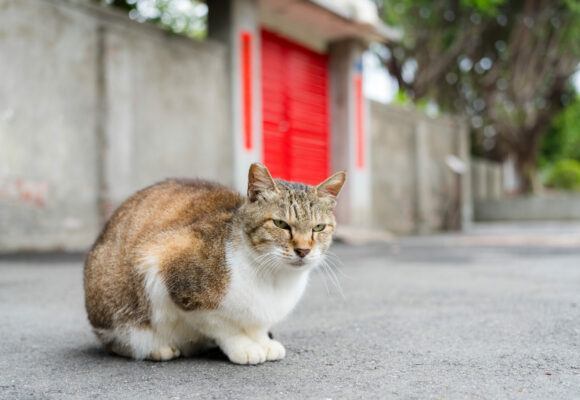 cuidados de un gato callejero post blog saber felino cuidados de un gato callejero post blog saber felino
